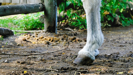 Detailed close up of one donkey foot. Donkey hoof on a farm in Berlin. Donkey droppings and wooden...