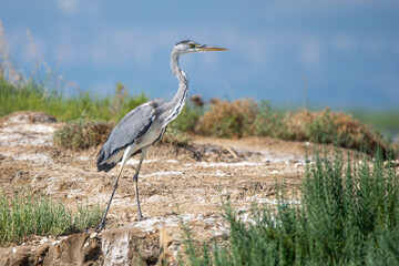 Fototapeta premium Gri balıkçıl » Grey Heron » Ardea cinerea