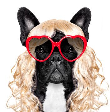 funny crazy silly french bulldog dog wearing a blonde curly wig for mardi gras carnival or just for fun party, isolated on white background, with fancy sunglasses