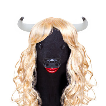 funny crazy silly calf cow or cattle wearing a blonde curly wig for mardi gras carnival or just for fun party, isolated on white background