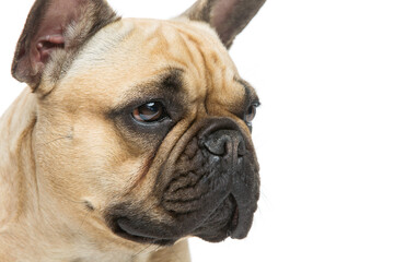 Portrait of beautiful young French buldog girl dog.  Isolated over white background. Closeup studio shot. Copy space.