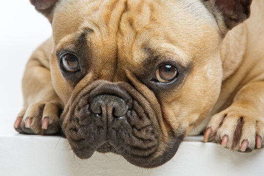 Portrait of beautiful young French buldog girl dog.  Isolated over white background. Closeup studio shot. Copy space.
