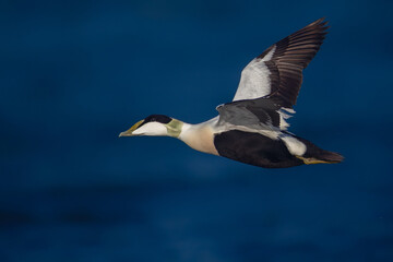 Common Eider in flight, male