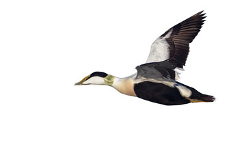 Common Eider in flight, isolated