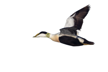 Common Eider in flight, isolated