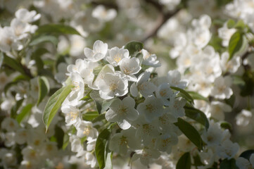 white flowers of a flowering tree in summer