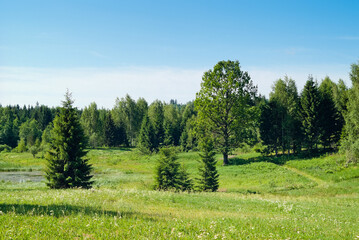 Fototapeta na wymiar forest landscape, the photo shows a meadow and a forest against a blue sky and clouds