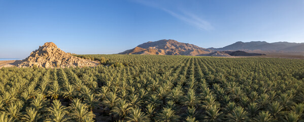 Date Palms and Mountains in Coachella Valley 