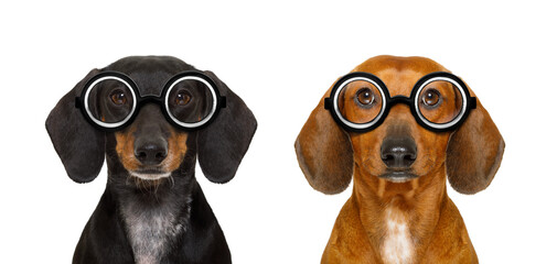 couple of dumb  silly dachshund sausage dogs wearing funny nerd glasses , isolated on white...