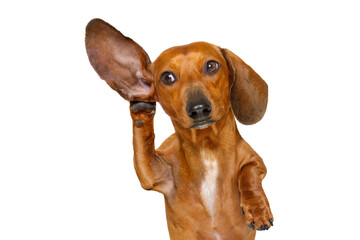 boss or business dachshund or  sausage dog listening with one ear very carefully , isolated on...
