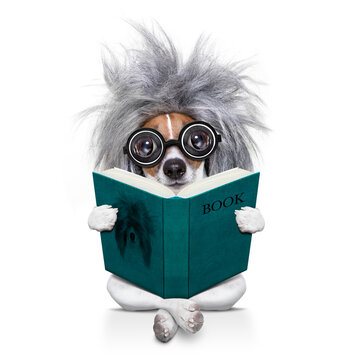 smart and intelligent jack russell dog with nerd glasses  wearing a grey hair wig reading  a book  , isolated on white background