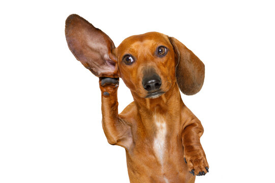 boss or business dachshund or  sausage dog listening with one ear very carefully , isolated on white background
