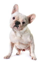 french bulldog in front of white background