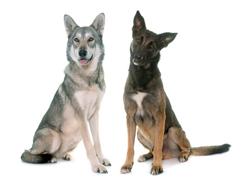 belgian shepherd malinois and wolf dog in front of white background