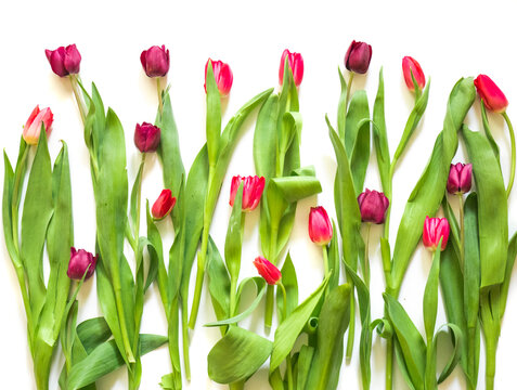 many red rose purple tulip flowers on white background
