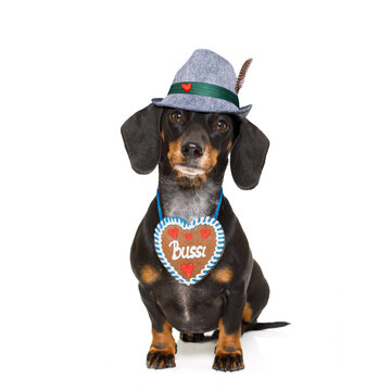 bavarian dachshund or sausage  dog with  gingerbread , isolated on white background , ready for the beer celebration festival in munich