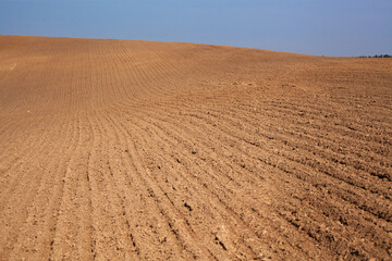 Naklejka premium Rural landscape. Row plowed field with cereals sown or prepared field for planting against blue sky. Agricultural land.