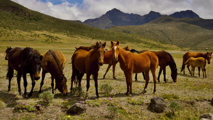 Fototapeta na wymiar caballos en valle de los Andes
