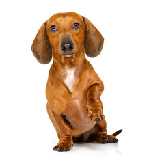 begging  dachshund sausage dog  isolated on white background and high five with paw or shaking hand