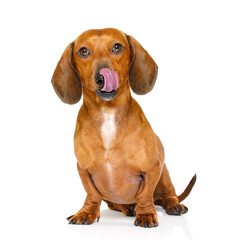 hungry dachshund sausage dog  licking with tongue isolated on white background - obrazy, fototapety, plakaty