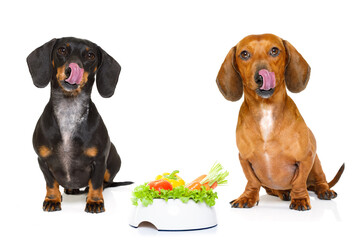 hungry dachshund sausage dog  with  healthy  vegan or vegetarian food bowl, isolated on white...