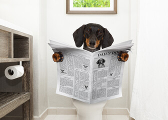 dachshund or sausage dog, sitting on a toilet seat with digestion problems or constipation reading...