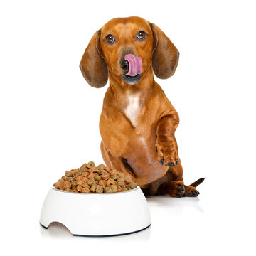 hungry dachshund sausage dog  licking with tongue with healthy food bowl  isolated on white background