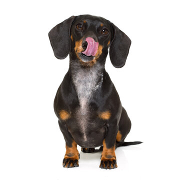 hungry dachshund sausage dog  licking with tongue isolated on white background
