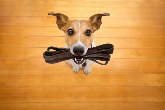 jack russell dog waiting for owner to play  and go for a walk with leash in mouth , isolated on wood background