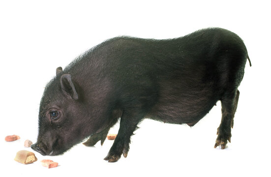 black piglet in front of white background