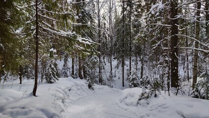 Snow covered trees in the winter forest with road in cold day. White and black landscape
