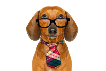 office worker businessman dachshund sausage  dog  as  boss and chef  with  tie , isolated on white...
