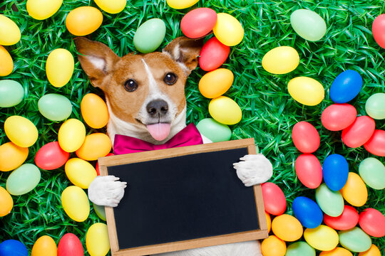 funny jack russell easter bunny  dog with eggs around on grass sticking out tongue holding blank empty  blackboard or banner