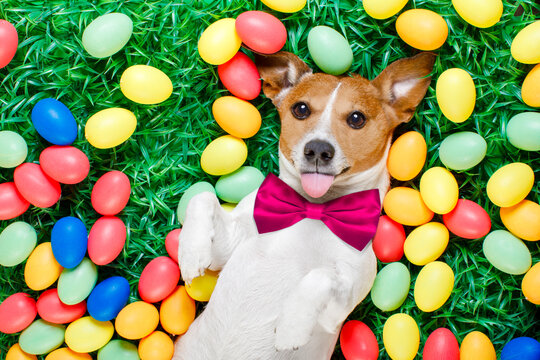 funny jack russell easter bunny  dog with eggs around on grass sticking out tongue and resting