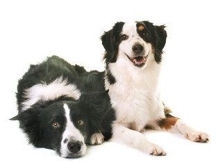 miniature american shepherd and border collie in front of white background