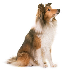 shetland sheepdog in front of white background