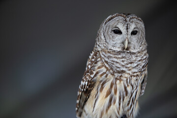 Burrowing Owl with Copy Space