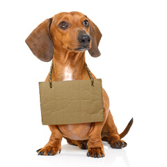 lost  and homeless  dachshund sausage dog with cardboard hanging around neck, isolated on white...