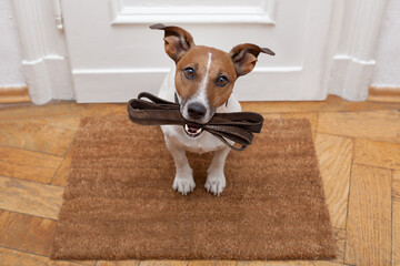 jack russell dog  waiting a the door at home with leather leash, ready to go for a walk with his...