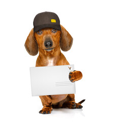 dachshund sausage dog delivering a big envelope as a postman with cap , isolated on white background