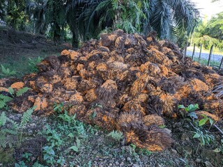 Oil Palm waste (janjangan kosong) in Kalimantan plantations is turned into organic fertilizer	