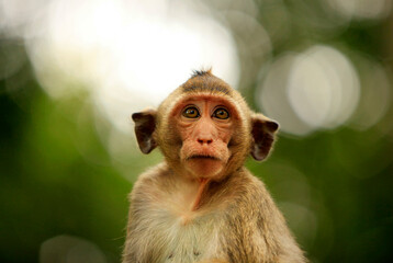 Monkey on green background. Cambodia