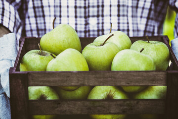 Organic fruit. Farmers hands with freshly harvested fruit. Fresh organic apples.