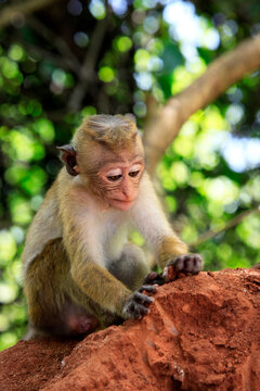 Portrait of the monkey in Sigiria, Sri Lanka