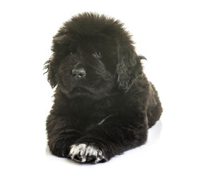 puppy newfoundland dog in front of white background