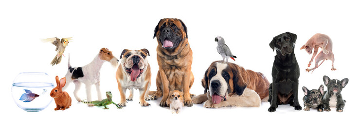 Obraz premium group of pet in front of white background