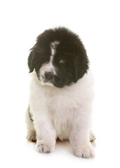 puppy newfoundland dog in front of white background