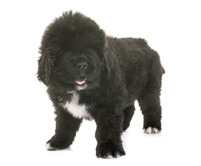 puppy newfoundland dog in front of white background