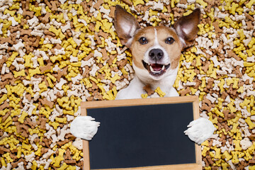 hungry jack russell dog inside a big mound or cluster of food , isolated on mountain of cookie bone...