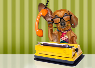 office worker businessman dachshund sausage  dog  as  boss and chef , with suitcase or bag  as a...